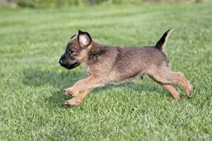 Images Dated 9th September 2009: Dog - Westfalia / Westfalen Terrier - puppy running across garden lawn
