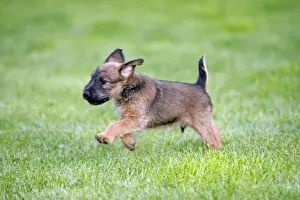 Westfalia Terriers Prints: Dog - Westfalia / Westfalen Terrier - puppy running across garden lawn