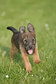 Dog - Westfalia / Westfalen Terrier - puppy running across garden lawn, Lower Saxony, Germany