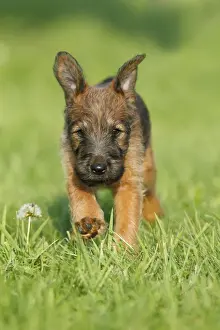 Dog - Westfalia / Westfalen Terrier - puppy running across garden lawn, Lower Saxony, Germany
