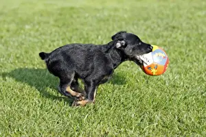 Dog - Westfalia / Westfalen Terrier - puppy running across garden lawn with ball, Lower Saxony, Germany