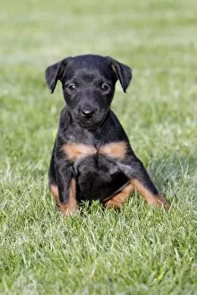 Images Dated 9th September 2009: Dog - Westfalia / Westfalen Terrier - puppy sitting on garden lawn