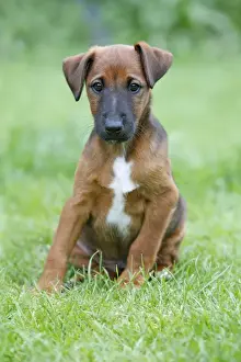 Dog - Westfalia / Westfalen Terrier - puppy sitting on garden lawn, Lower Saxony, Germany