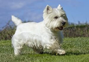Images Dated 7th July 2012: Dog - Westie / West Highland White Terrier - running