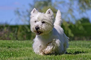 Dog - Westie / West Highland White Terrier - running