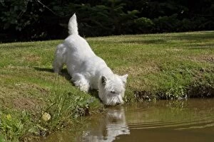 Images Dated 7th July 2012: Dog - Westie / West Highland White Terrier - drinking