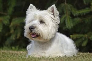 Images Dated 7th July 2012: Dog - Westie / West Highland White Terrier