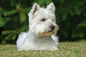 Images Dated 7th July 2012: Dog - Westie / West Highland White Terrier