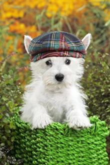Images Dated 31st March 2020: Dog - Westie / West Highland White Terrier puppy