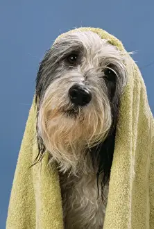 Equipment Prints: Dog Wet Dog in towel