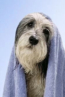 Dog - wet dog with towel, close-up of head