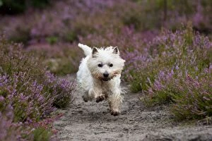 Images Dated 29th August 2012: DOG - Wet west highland white terrier running through