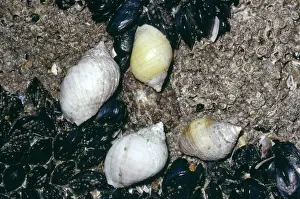 Mollusc Prints: Dog Whelks (Mussels)