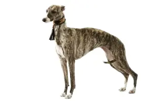 Dog - Whippet