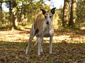 DOG. Whippet, in autumn setting Date: 12-Feb-19