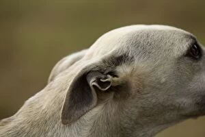 Images Dated 19th July 2012: Dog - Whippet - close-up of ear