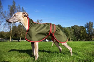 Dog - Whippet with dog coat
