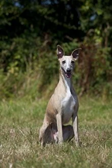 Dog - Whippet in a field