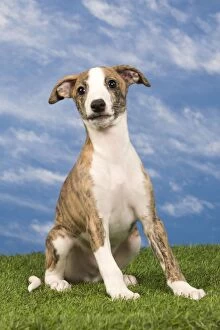 Images Dated 15th May 2012: Dog - Whippet puppy