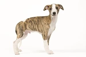 Images Dated 15th May 2012: Dog - Whippet puppy