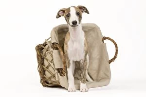 Images Dated 15th May 2012: Dog - Whippet puppy with basket