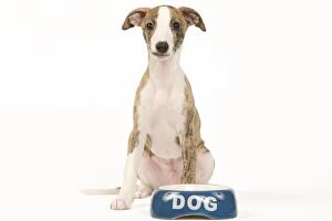 Images Dated 15th May 2012: Dog - Whippet puppy with bowl