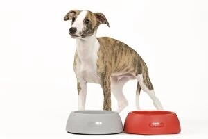 Dog - Whippet puppy with bowls