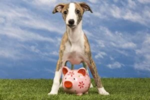 Images Dated 15th May 2012: Dog - Whippet puppy and ornamental pig
