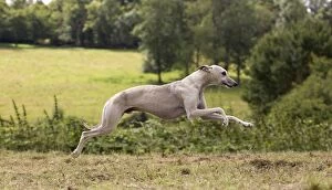 Images Dated 19th July 2012: Dog - Whippet - running