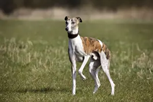 Dog - Whippet standing in garden