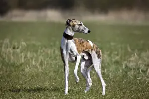 Dog - Whippet standing in garden