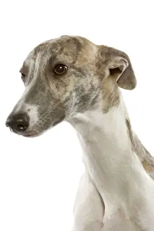 Dog - Whippet in studio