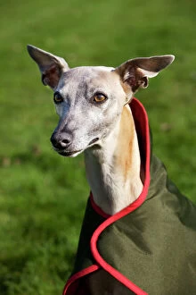 Images Dated 18th October 2009: Dog - Whippet wearing dog coat