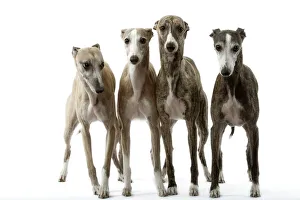 Images Dated 12th March 2006: Dog - Whippets Wippet
