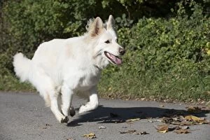 Images Dated 27th October 2016: Dog White German Shepherd