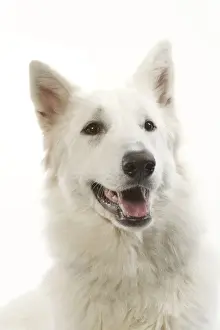 Dog - White Shepherd / Berger blanc in studio