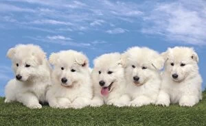 Images Dated 17th April 2012: Dog - White Swiss Shepherd