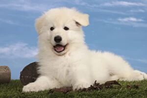 Images Dated 17th April 2012: Dog - White Swiss Shepherd