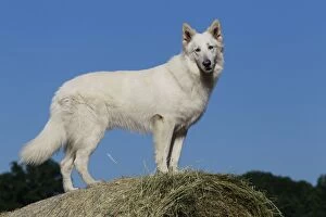 Dog - White Swiss Shepherd