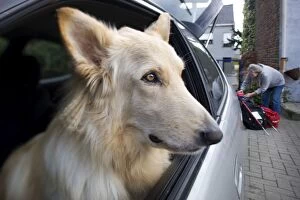 Images Dated 20th November 2009: Dog - White Swiss Shepherd Dog waiting in car