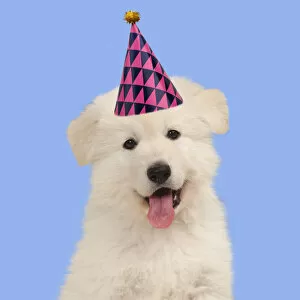 Dog - White Swiss Shepherd puppy wearing birthday party hat Date: 14-11-2014