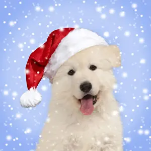 Shepherds Prints: Dog ~ White Swiss Shepherd puppy ~ wearing Christmas hat