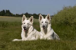 Dog - White Swiss Shepherds