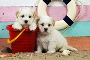 Images Dated 29th July 2009: Dog. White teddy bear puppies at the beach in a bucket