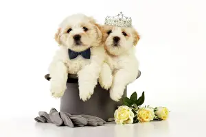 Couples Prints: Dog. White teddy bear puppies sitting in a top hat wearing a bow tie & tiara