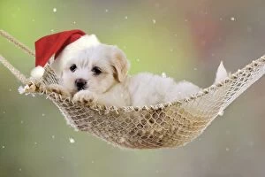 Images Dated 29th July 2009: Dog. White teddy bear puppy in a hammock wearing Christmas hat. Digital Manipulation: Hat (JD)