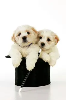 Hybrids Prints: Dog. White teddy bear puppy sitting in a top hat with a magic wand