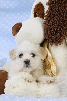 Images Dated 29th July 2009: Dog. White teddy bear puppy with a teddy bear