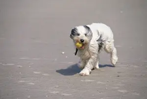 With Ball Prints: Dog On windy beach