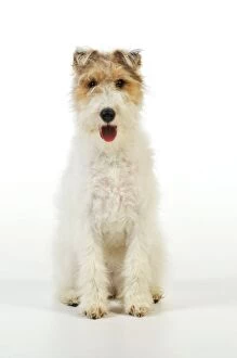 Images Dated 1st July 2009: Dog. Wire fox terrier